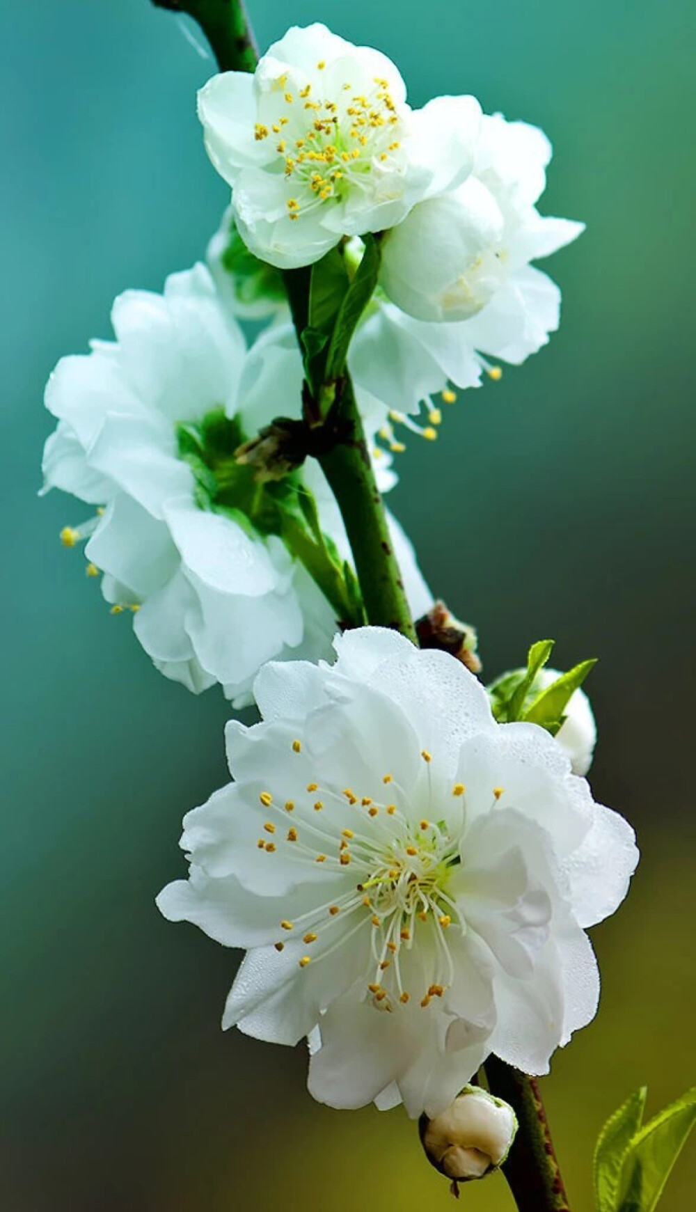 一蝶花.孤影徘徊.泣寒夜下.流水渐渐.却也由他.几深情.世多桑麻.只是无价.不留人睹.随风变化.淡淡吧.是无情物.自作多情.泪流水下.无人牵挂.总对了.生来作践.命里由他.只是点点.任尘染化。