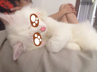 我猫猫