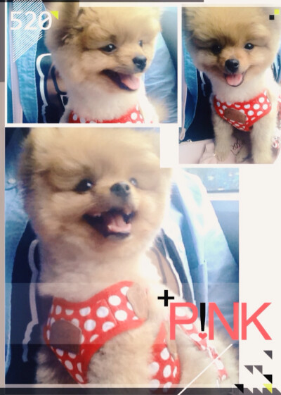 那么那么爱你，我的宝贝毛孩子～