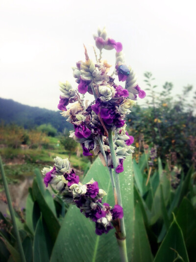 再力花，又名水莲蕉