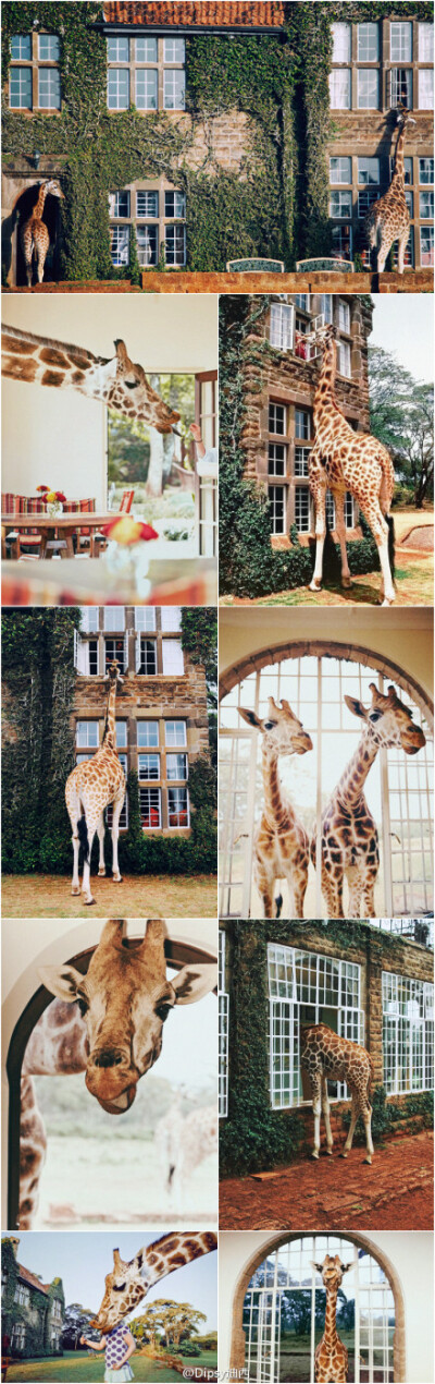 Giraffe Manor┃建于上世纪30年代，位于肯尼亚首都内罗毕郊外的 “长颈鹿山庄” 豪华酒店