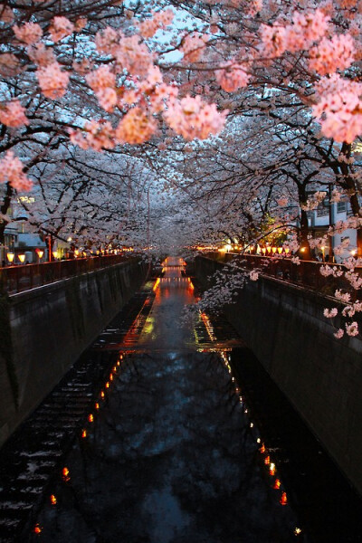 Meguro Gawa,Tokyo, Japan。目黑川是东京的赏樱名所，沿着山手通路流淌的目黑川河畔遍植樱花树，每逢3、4月，盛开的樱花仿佛花之走廊，掩映于河面之上。随着花瓣飘落，水面会变成粉色的樱花溪流。晚上还可以赏夜樱。