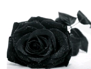 Black Rosevil黑玫瑰、最珍贵最稀少最难培育的玫瑰_你是恶魔切为我所有