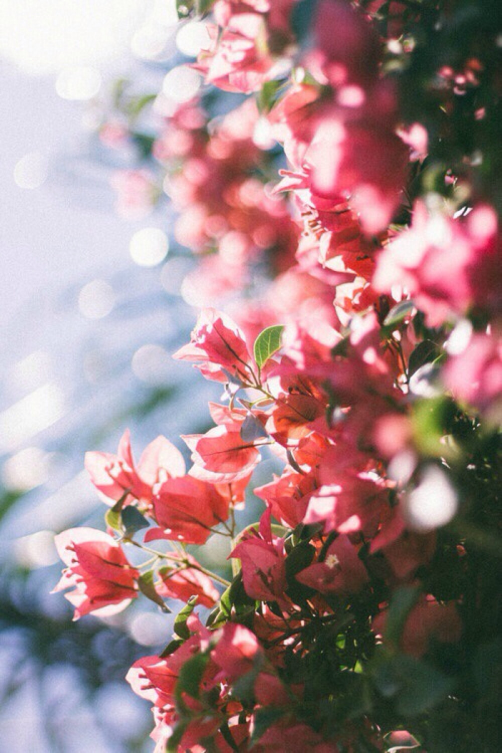 iPhone壁纸 桌面 背景 花