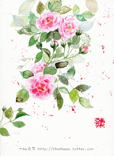 水彩插画——蔷薇