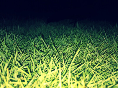 小草是不是也困了？