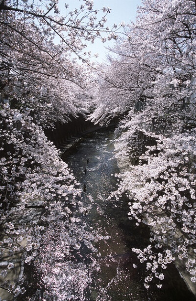 Shakujii River in Itabashi, Tokyo, Japan。日本东京都板桥区段石神井河畔樱花盛开。