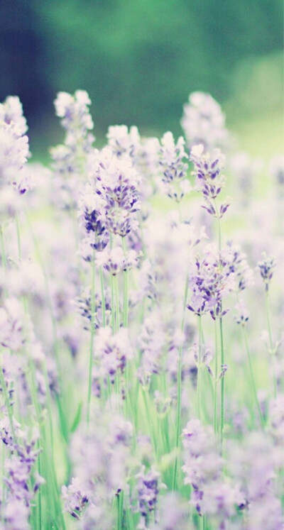 不要让自己累倒在人生的岔道上.我们每天把自己变成上满了发条的机器.疲于奔命.却渐渐忘记了来时的路.人生.是一张白纸.每走一步.我们都为人生添下一笔.你的家境也许很优裕.也许很困难.那都只不过是绘人生美图时.你拿…