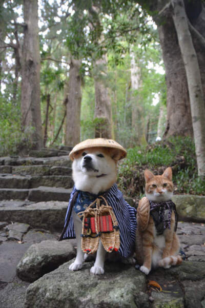 《柴犬與花貓》這麼噴鼻血的組合太犯規(guī)了