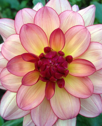 Dahlia ‘Rawhide’ 大丽花