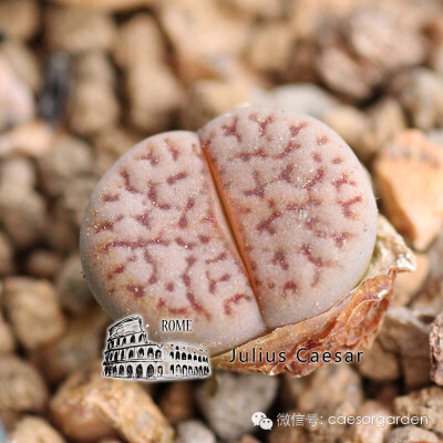 生石花