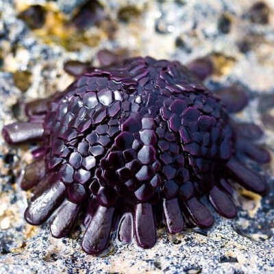 盔帽海胆（Helmet Urchin）