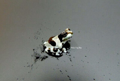 亚马逊牛奶蛙（Amazon milk frog ）