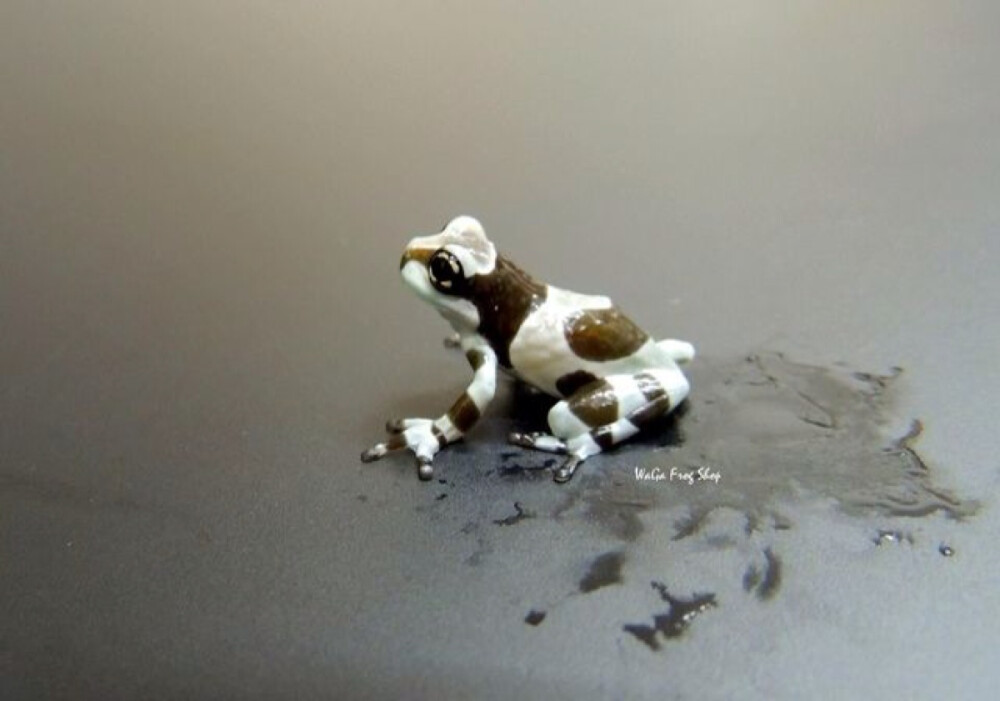 亚马逊牛奶蛙（Amazon milk frog ）