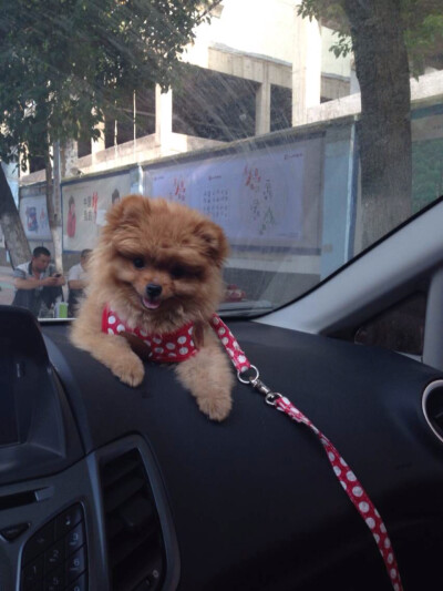 球球是车内装饰～