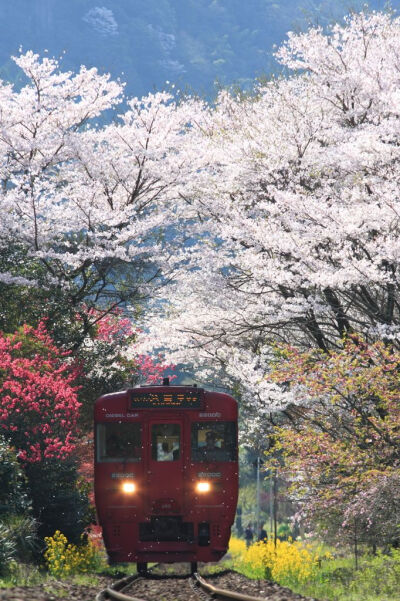 Bungo-Nakagawa in Kyushu, Japan。日本九州JR久大本线途径大分县日田市丰后中川站(豊後中川駅)。JR久大本线的豊後中川站在3月到4月上旬，灿烂的油菜花如同编织的地毯和道旁的染井吉野樱构成一幅美丽的画卷。