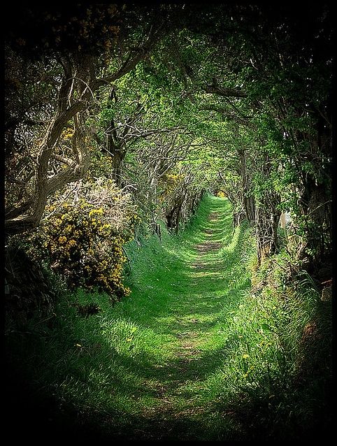 Tree Tunnel ,Ballynoe, Northern Ireland。北爱尔兰的林荫隧道。