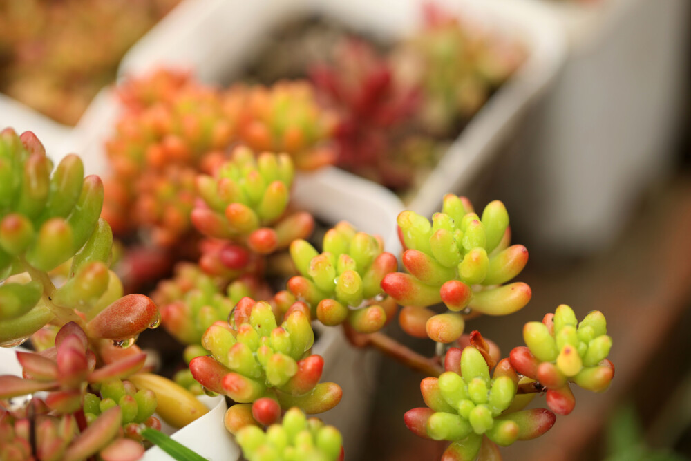 多肉植物 掌上花园--虹之玉 秋色几许.....