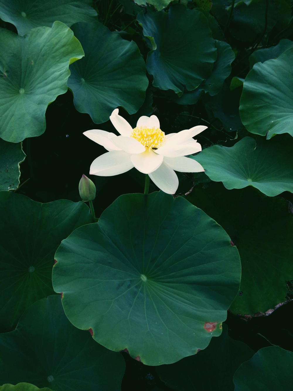 清水出芙蓉，天然去雕饰。