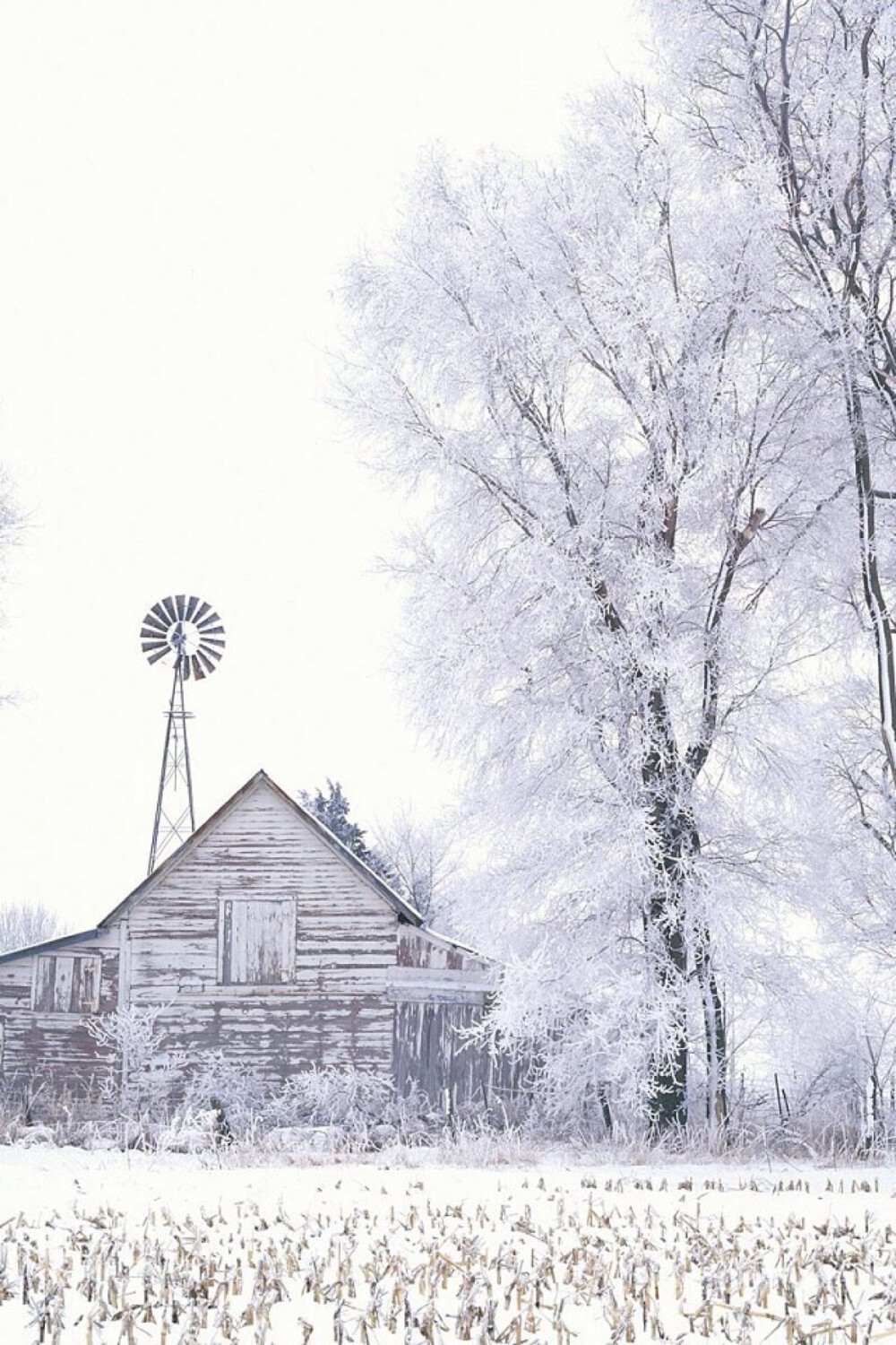 风景 摄影 壁纸 素色 雪景