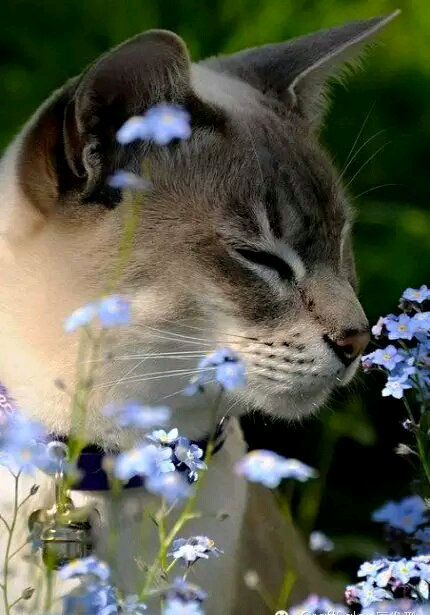 花儿与猫～