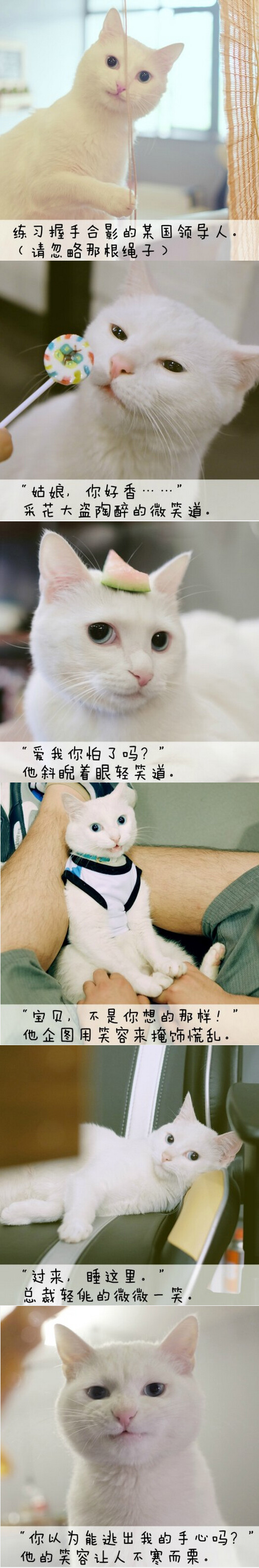 其实我不是喵！(&amp;gt;^ω^&amp;lt;)