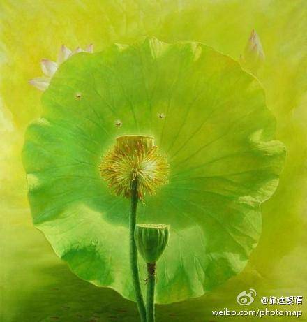 古风素雅水彩手绘插画 荷花