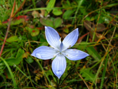 圆叶肋柱花