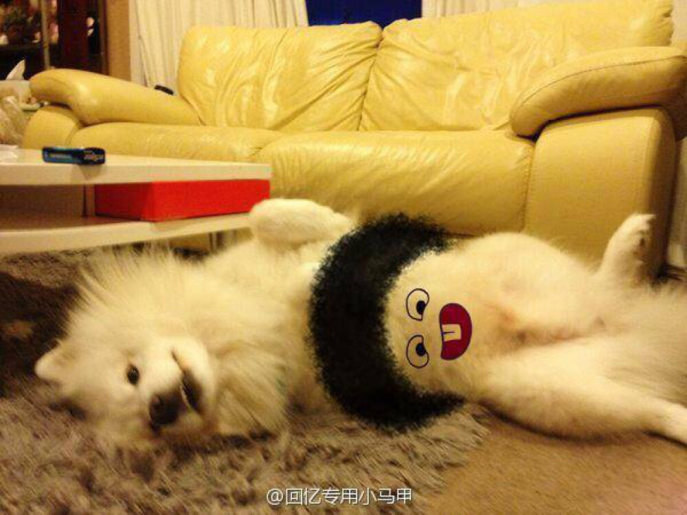 我们家妞妞和端午每天蹦跶蹦跶的,消化好的不得了