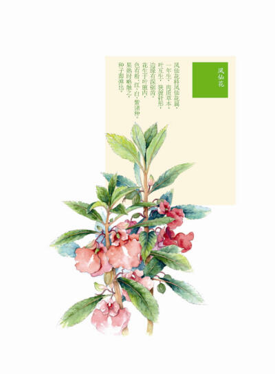 花花果果枝枝蔓蔓 凤仙花 手绘 植物