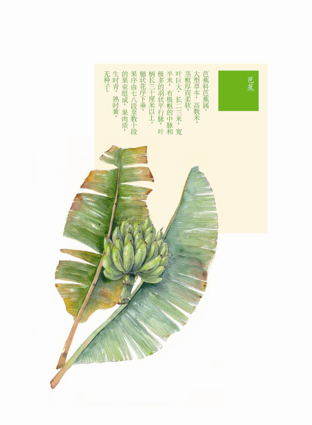 花花果果枝枝蔓蔓 芭蕉 手绘 植物