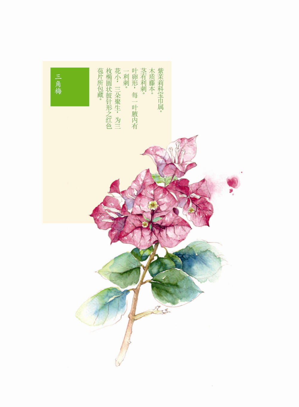 花花果果枝枝蔓蔓 三角梅 手绘 植物