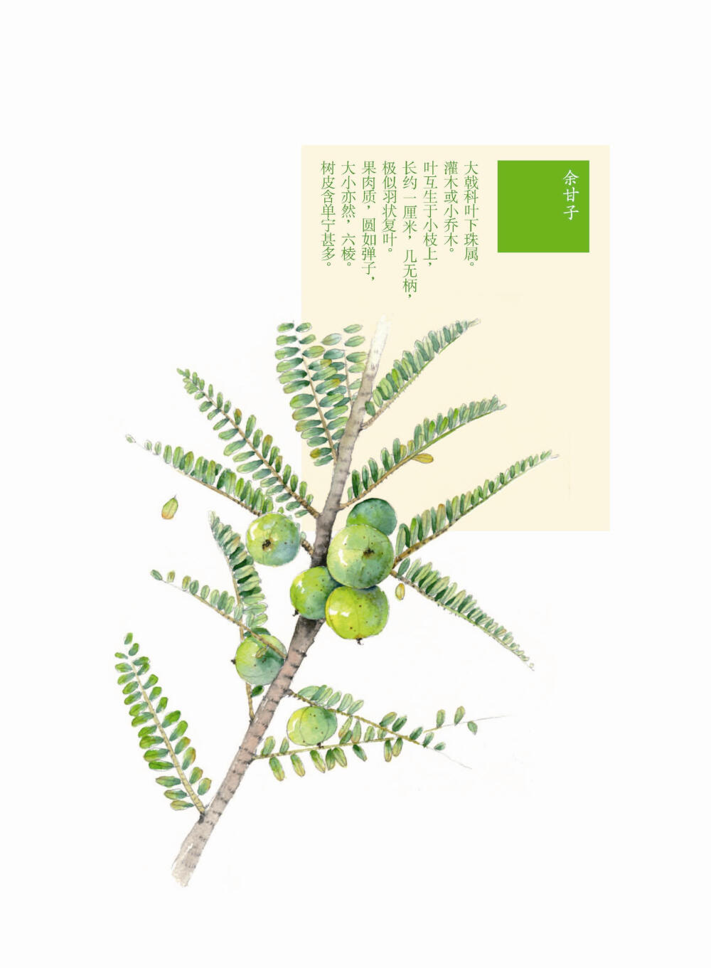 花花果果枝枝蔓蔓 余甘子 手绘 植物