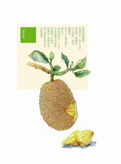 花花果果枝枝蔓蔓 菠萝蜜 手绘 植物