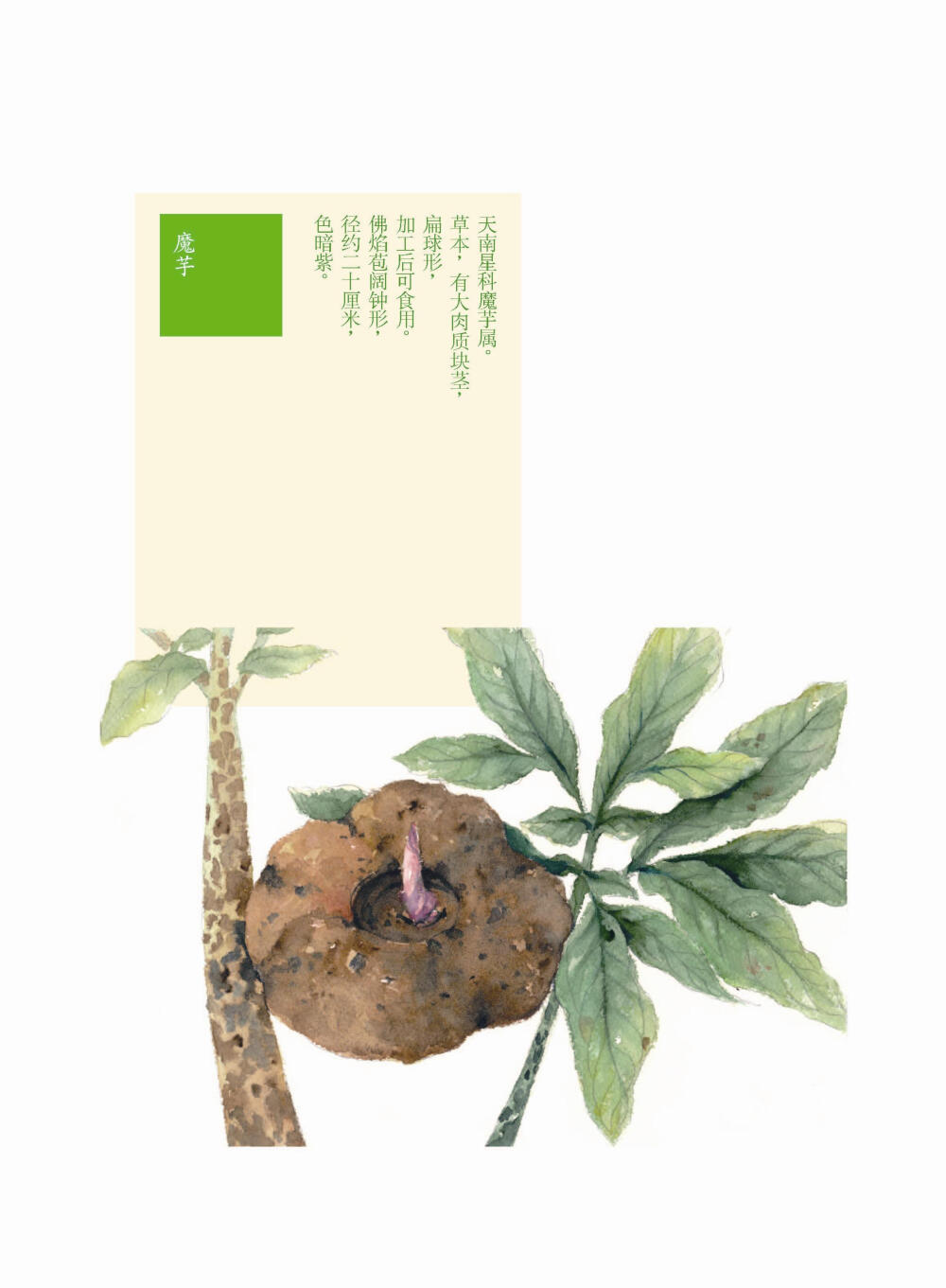 花花果果枝枝蔓蔓 魔芋 手绘 植物