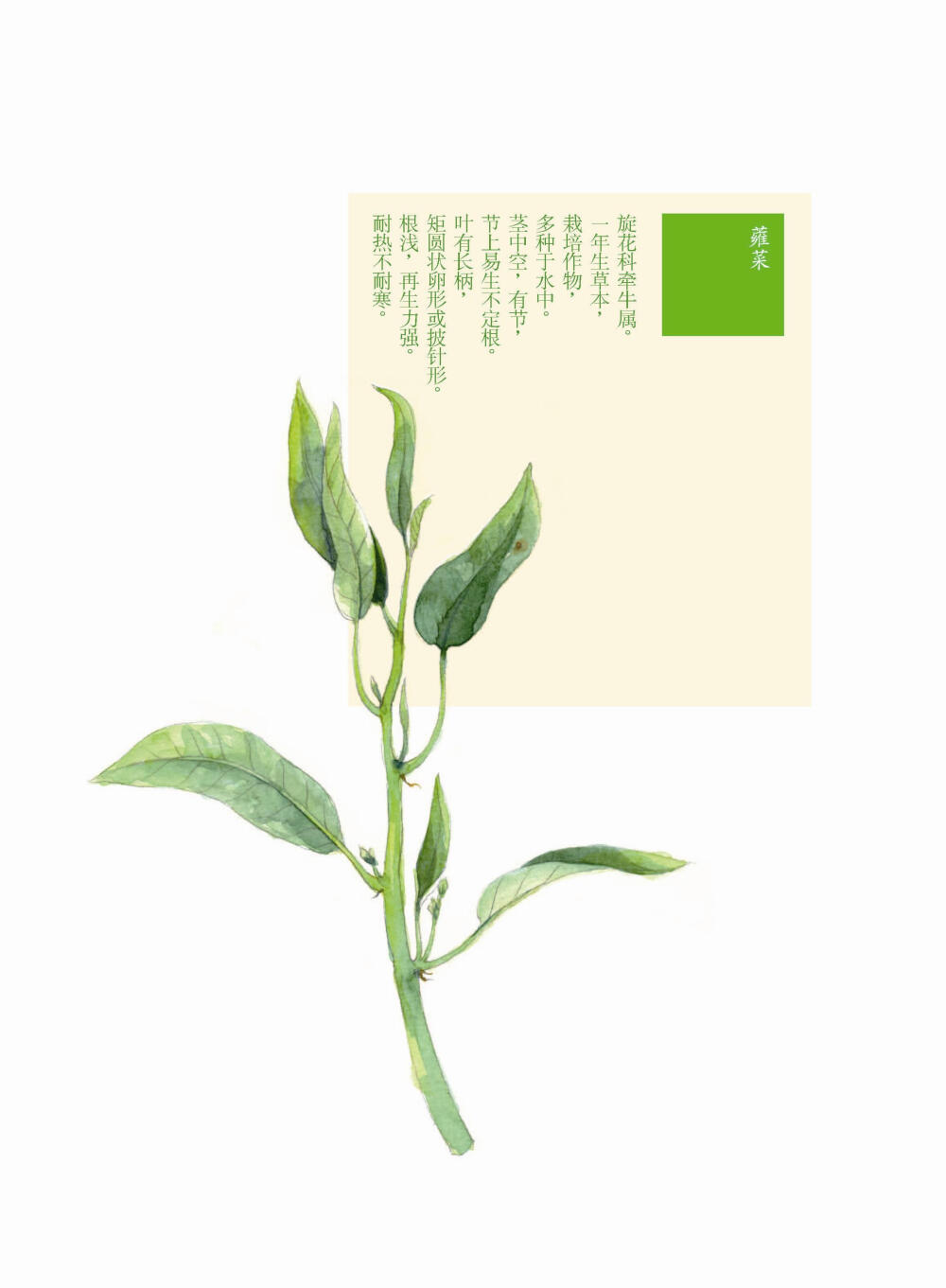 花花果果枝枝蔓蔓 蕹菜 手绘 植物