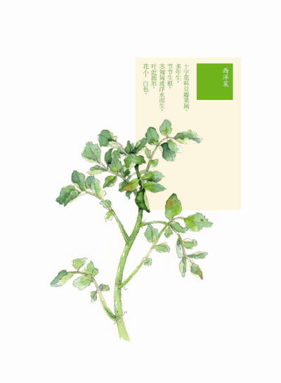 花花果果枝枝蔓蔓 西洋菜 手绘 植物