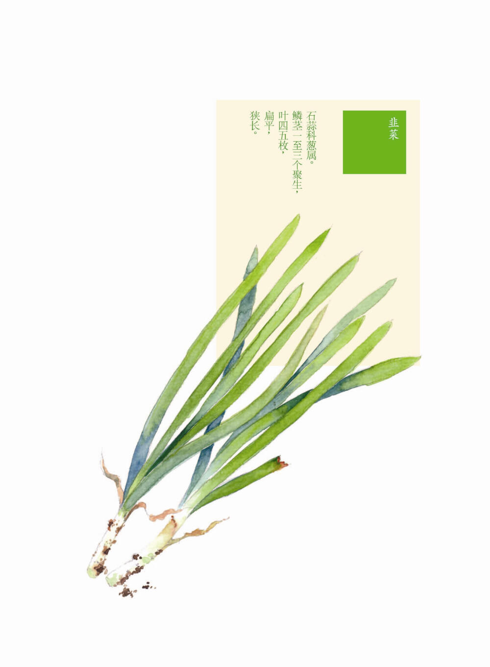 花花果果枝枝蔓蔓 韭菜 手绘 植物