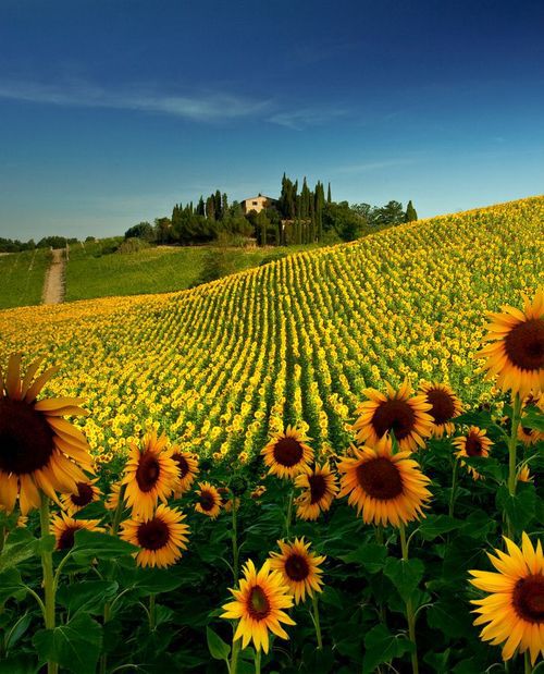 Sunflower Field, Tuscany, Italy。托斯卡纳的向日葵。托斯卡纳在意大利中部的西海岸上，一直被视为文艺复兴的发源地和意大利最美的洲。苍翠的山谷、绵延的山脉、秀丽的葡萄园、摇曳的橄榄树……这明丽的风景牵动了包括达芬奇与拉斐尔等众多画家的笔。