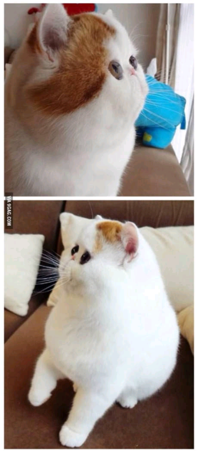 这猫画风不太对。