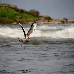 红嘴鸥   图片来源：地理论坛 作者：一枝独秀