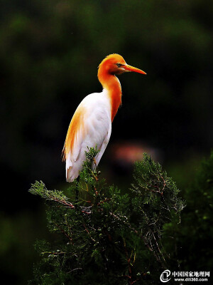  牛背鹭是目前世界上唯一不以食鱼为主而以昆虫为主食的鹭类，其与家畜，尤其是水牛形成了依附关系，在湿地中较干的地方出现，往往跟水牛在一起。常跟随在家畜后捕食被家畜从水草中惊飞的昆虫，也常在牛背上歇息，因而得了个“牛背鹭”的名字。该物种已被列入国家林业局2000年8月1日发布的《国家保护的有益的或者有重要经济、科学研究价值的陆生野生动物名录》。（图片来源：地理论坛 图片作者：跋山摄水）