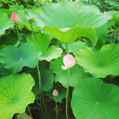 夏雨荷