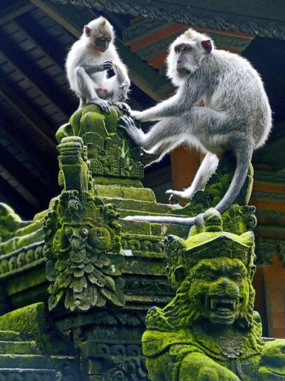 猴庙，巴厘，印度尼西亚