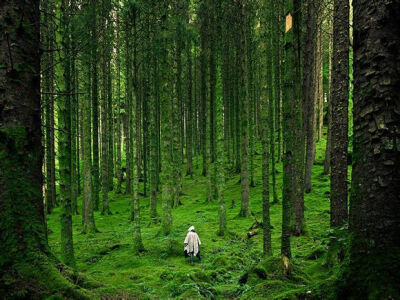 苏格兰高地森林中一位独行的隐士。