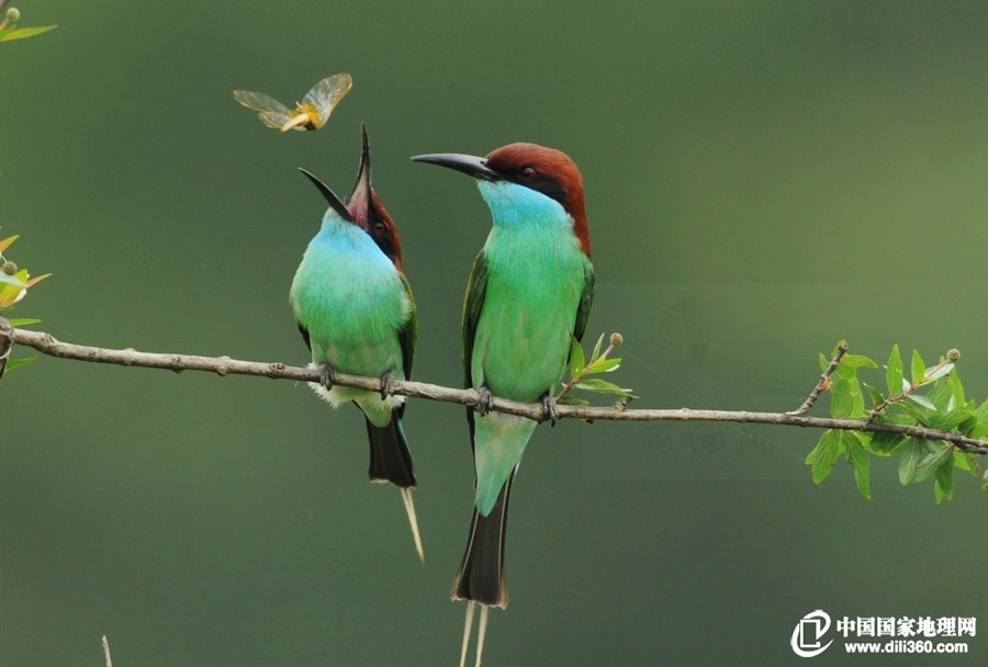 蓝喉蜂虎指名亚种（学名：Merops viridis viridis）。在中国大陆，分布于云南、广西、广东、海南、湖南、江西、福建、河南等地，模式产地在爪哇。喜欢近海低洼处的开阔原野及林地，呆在栖木上等待过往昆虫。（图片来源：地理论坛，作者：清风细雨a）