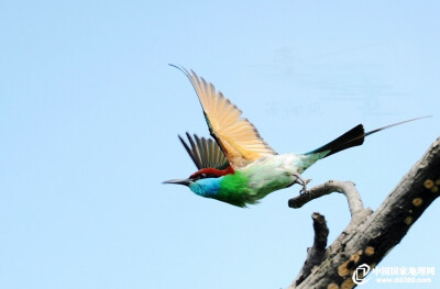 蓝喉蜂虎指名亚种（学名：Merops viridis viridis）。在中国大陆，分布于云南、广西、广东、海南、湖南、江西、福建、河南等地，模式产地在爪哇。喜欢近海低洼处的开阔原野及林地，呆在栖木上等待过往昆虫。（图片来…