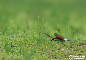 蓝喉蜂虎指名亚种（学名：Merops viridis viridis）。在中国大陆，分布于云南、广西、广东、海南、湖南、江西、福建、河南等地，模式产地在爪哇。喜欢近海低洼处的开阔原野及林地，呆在栖木上等待过往昆虫。（图片来源：地理论坛，作者：清风细雨a）