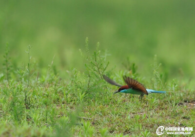 蓝喉蜂虎指名亚种（学名：Merops viridis viridis）。在中国大陆，分布于云南、广西、广东、海南、湖南、江西、福建、河南等地，模式产地在爪哇。喜欢近海低洼处的开阔原野及林地，呆在栖木上等待过往昆虫。（图片来…