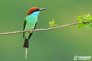蓝喉蜂虎指名亚种（学名：Merops viridis viridis）。在中国大陆，分布于云南、广西、广东、海南、湖南、江西、福建、河南等地，模式产地在爪哇。喜欢近海低洼处的开阔原野及林地，呆在栖木上等待过往昆虫。（图片来源：地理论坛，作者：清风细雨a）